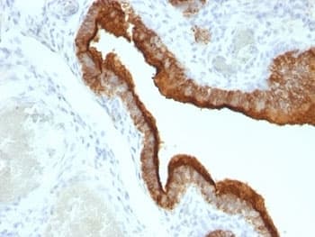 EMA / MUC1 Antibody (clone HMPV, Azide-free, BSA-free)