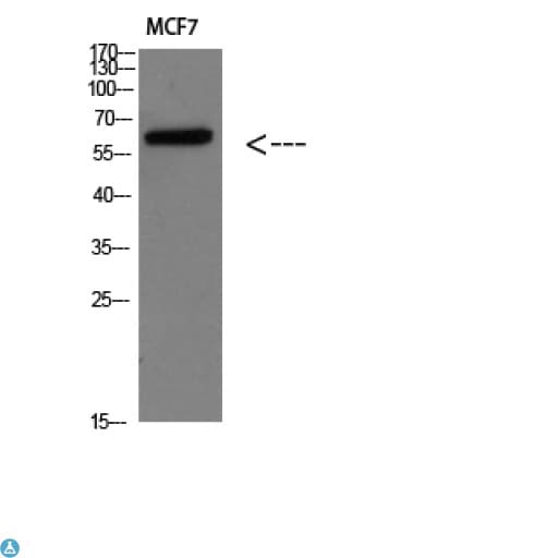 Polyclonal Rabbit anti-Human PTHR / PTHR1 Antibody (WB)
