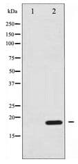 EIF4EBP1 / 4EBP1 Antibody