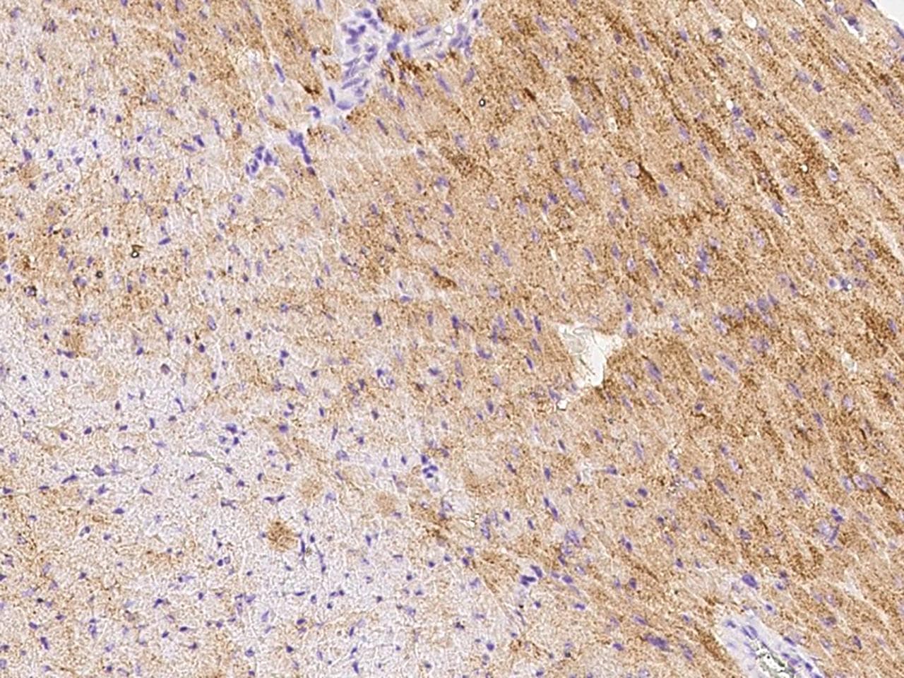GFRA3 Antibody (Preservative Free)