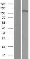 MROH8 Protein (Over-Expression Lysate Myc-DDK (Flag))