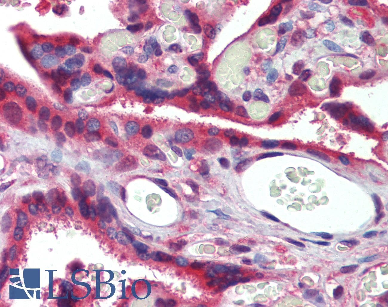 IHC-plus™ MSTN / GDF8 / Myostatin Antibody (aa24-266, clone 6H12)