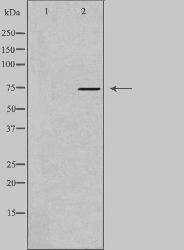 Polyclonal Rabbit anti-Human NSF Antibody (IF, WB)