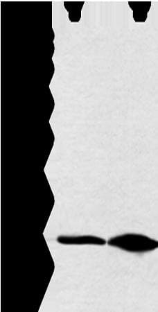 DYNLL2 Antibody