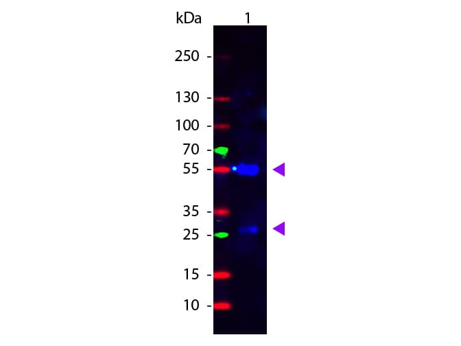 Rabbit Anti-Human IgG Secondary Antibody (FITC)