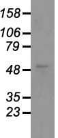 GFAP Antibody (clone OTI2D8)