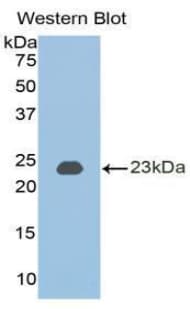 BMP2 Antibody (aa50-218, Cy3)