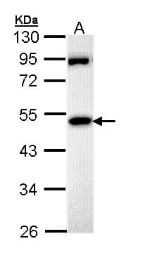 MPP1 Antibody (aa214-428)