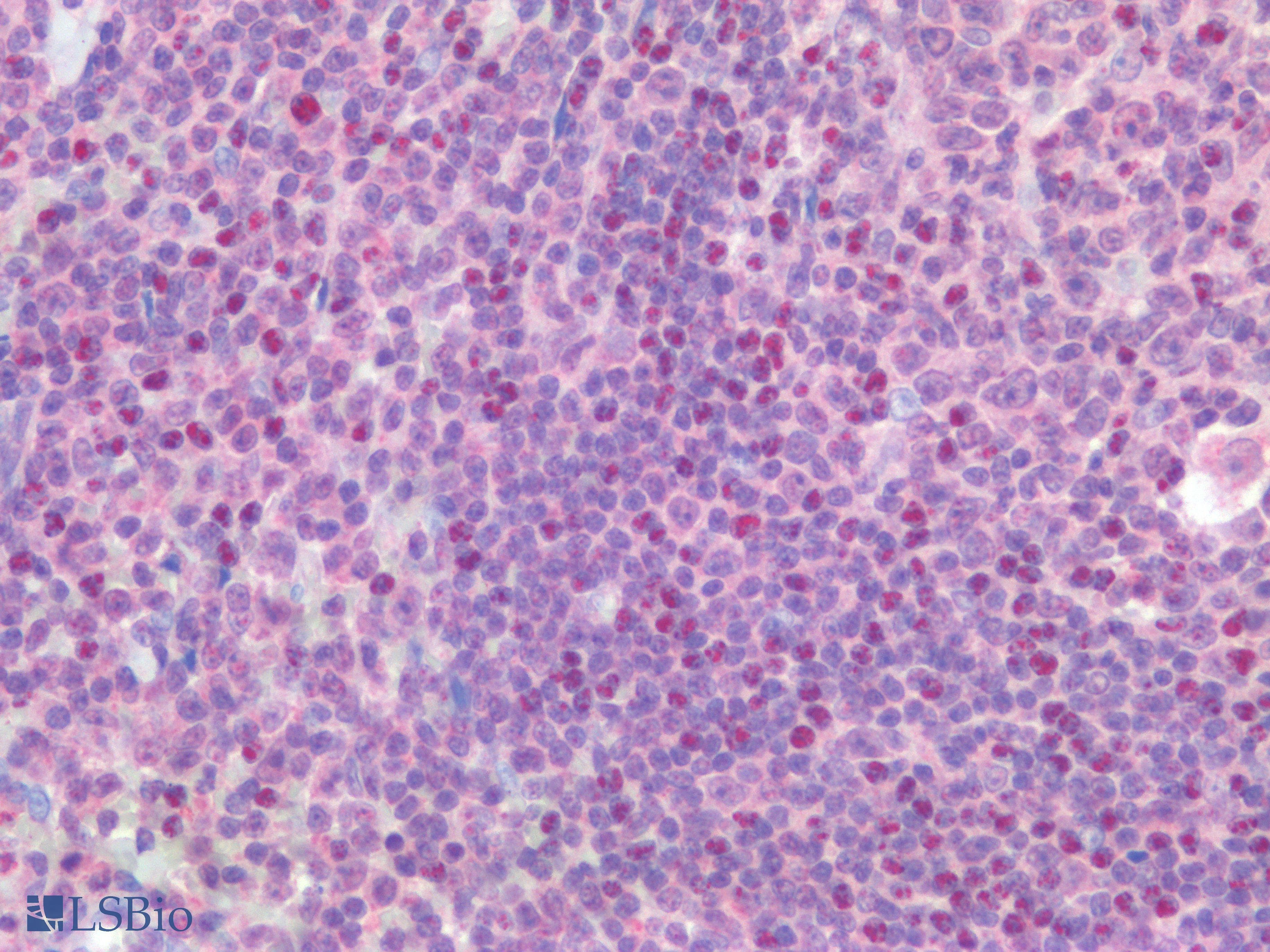 PathPlus™ USP19 Antibody