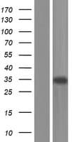 NFYC Protein (Over-Expression Lysate Myc-DDK (Flag))