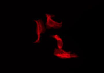 TMEM30B Antibody