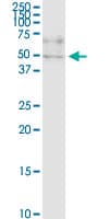 Monoclonal Mouse anti-Human ZNF134 Antibody (clone 2D10, WB)