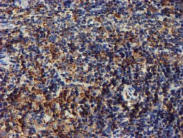 PDIA4 / ERP72 Antibody (clone OTI2C11)