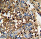 IHC-plus™ FAM20C Antibody (aa443-471)