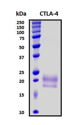 Human CTLA4 / CD152 Protein (Recombinant His, N-Terminal)