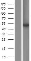SOHLH1 Protein (Over-Expression Lysate Myc-DDK (Flag))