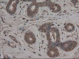 CPA1 / Carboxypeptidase A Antibody (clone OTI4F1)