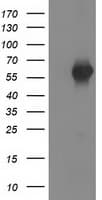 SH2B3 / LNK Antibody (clone OTI2B11)
