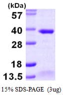 Human ABH2 / ALKBH2 Protein (Recombinant His)