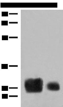HLA-DRB1 Antibody