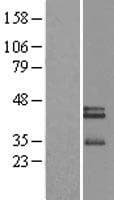 NXPH3 / Neurexophilin 3 Protein (Over-Expression Lysate Myc-DDK (Flag))
