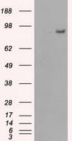 PDE10A Antibody (clone OTI1B2)