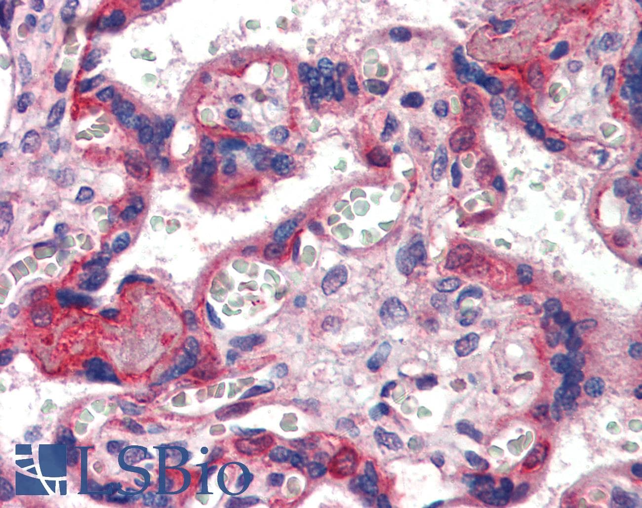 IHC-plus™ Collagen VI Antibody