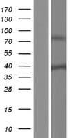 SH3YL1 Protein (Over-Expression Lysate Myc-DDK (Flag))