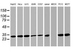 PSMA4 Antibody (clone OTI4B8, Carrier-free)