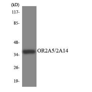 Polyclonal Rabbit anti-Human OR2A5+OR2A14 Antibody (WB)