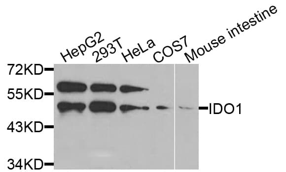 IDO1 / IDO Antibody