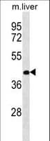 RASSF10 Antibody (aa230-259)