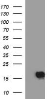 SIVA1 / SIVA Antibody (clone OTI1D6, Carrier-free)