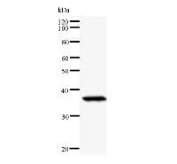 PAX6 Antibody (clone PAX5I326)
