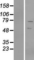 VRTN Protein (Over-Expression Lysate Myc-DDK (Flag))