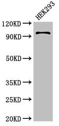 HIWI2 / PIWIL4 Antibody