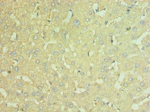NAMPT / Visfatin Antibody (aa1-280)