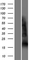 YAF2 Protein (Over-Expression Lysate Myc-DDK (Flag))