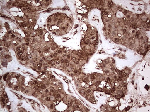Monoclonal Mouse anti-Human NUDT12 Antibody (clone OTI2G2, Carrier-free, aa1-251, IHC, WB)