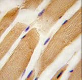 Polyclonal Rabbit anti-Human ACTB / Beta Actin Antibody (aa189-218, IHC, WB)