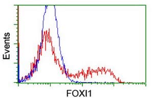 FOXI1 Antibody (aa111-350, clone OTI2C1, Carrier-free)