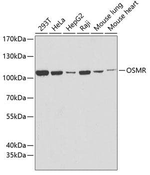 OSMR / IL-31R-Beta Antibody