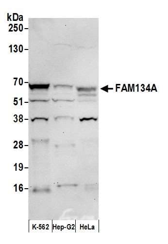 FAM134A Antibody (aa493-543)