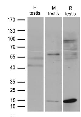 FABP12 Antibody