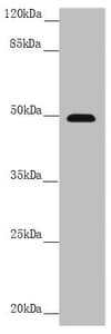 Polyclonal Rabbit anti-Human PSTPIP1 Antibody (WB)