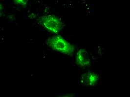 BAP / SIL1 Antibody (clone OTI3E3)