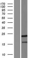 PPIAL4C Protein (Over-Expression Lysate Myc-DDK (Flag))