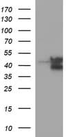CD95 / FAS Antibody (clone OTI2C2)
