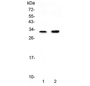GJB1 / CX32 / Connexin 32 Antibody