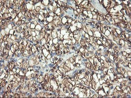 Monoclonal Mouse anti-Human ENPEP / Aminopeptidase A Antibody (clone OTI1D4, IHC, IF, WB)